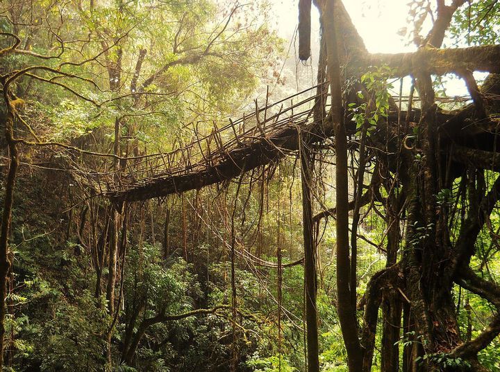 Root Bridges (India)