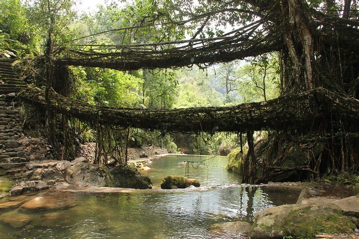 Living Root Bridges (Meghalaya)
